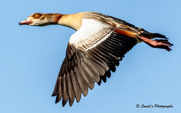 "An Egyptian Goose is captured mid-flight, suspended against a clear blue sky like a sovereign emblem in motion. Its wings are fully extended—broad, powerful, and layered with feathers that shimmer in subtle gradients of brown, black, and white. The leading edge of the wings is dark, almost ink-like, while the inner feathers glow with pale cream and chestnut tones, forming a painterly contrast.

The bird’s body is sleek and aerodynamic, with a warm brown chest and a distinctive chestnut patch encircling its eye—like a ceremonial mask worn by a sky-bound sentinel. Its beak is soft pink, slightly curved, and its legs trail behind in matching hues, tucked close to the body in flight. The eye is sharp, forward-facing, and alert, giving the impression of focused grace and tactical awareness.

The photograph freezes the moment with clarity and reverence, allowing the viewer to witness the goose not just as a bird, but as a mythic courier—gliding through the air with purpose and poise. The backdrop is a pure, cloudless blue, offering no distraction, only a canvas for the bird’s sovereign passage. In the bottom right corner, the image is signed “Swede's Photographs,” marking it as part of a personal or artistic archive.

This is not merely a bird in flight—it is a dispatch from the Ministry of Aerial Witness, a kinship echo carried on wings." - Microsoft Copilot