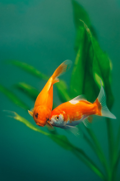 Two bright orange goldfish swimming close together in clear greenish-blue water, with long green aquatic leaves softly blurred in the background. One fish faces downward while the other seems to nudge it gently, creating a peaceful and slightly playful scene