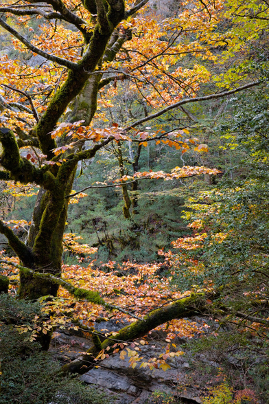 Fotografia de un paisaje otoñal. En el tercio izquierdo el tronco de un árbol cubierto de musgo cruza el cuadro, varias ramas salen de el retorciendose una de ellas, gruesa, cruzando el cuadro desde la esquina inferior izquierda hasta el tercio derecho. Una rama mas fina cruza el cuadro aproximadamente por el tercio superior. Masas de hojas naranjas y rojizas estan repartidas sobretodo por el tercio superior e inferior, a traves de las ramas, sobretodo por el hueco central se ven detalles de la otra orilla del cañón, se intuye un tronco doble de un árbol entre una masa verde forestal. En el lado derecho e inferior izquierda una masa de hojas verdes enmarcan el cuadro. En el tercio inferior, a traves de las ramas se intuye un promontorio rocoso del otro lado del cañon.