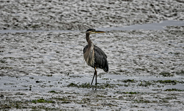 Great Blue Heron at Nisqually Estuary #seattle #nisqually #heron #birds #bird #birdsofmastodon #nature #photography #photo #naturephotography 