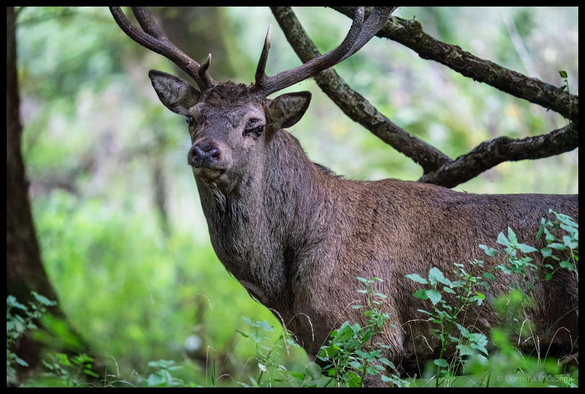 A mature red deer stag with multi-pointed antlers looking directly at the camera whilst standing among green foliage and tree branches in Killarney National Park, County Kerry, with soft-focused forest background.