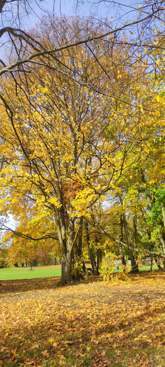 Grand arbre aux feuilles jaune vif, baigné de soleil sous un ciel bleu clair. Le sol est couvert d’un tapis de feuilles d’or et de cuivre. En arrière-plan, d’autres arbres se parent de teintes vertes et rousses, tandis qu’un banc et une table de pique-nique rappellent la quiétude du lieu. L’ensemble respire la douceur lumineuse d’un après-midi d’automne.