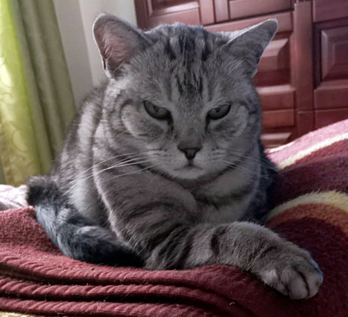 This is a close-up image of a short-haired cat with a striking silver tabby coat (grey with dark stripes). The cat is lying down, relaxing on a red, striped blanket, with its front paws crossed and tucked slightly underneath. Its expression appears serious or slightly annoyed, with narrowed eyes. The background is a dark wooden headboard.