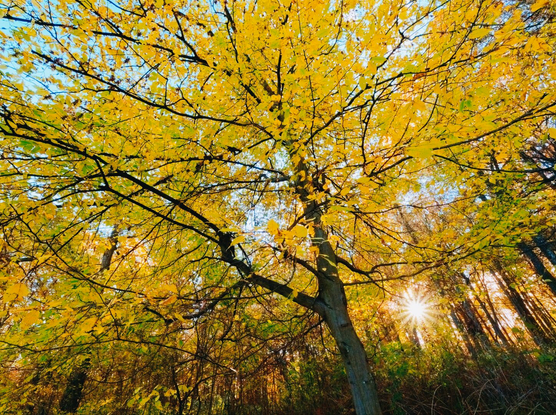 Autumnal tree and sunstar in the pilis forest, hungary