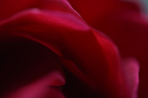 A close-up photograph of a red rose showing numerous shades of red and multiple petal curves.