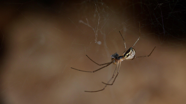 A photo of a filmy dome spider suspended in a web.