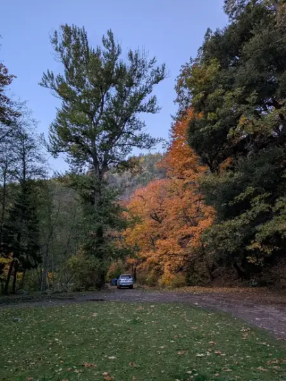 Mix of green and fall leaves. Can in middle (Small)