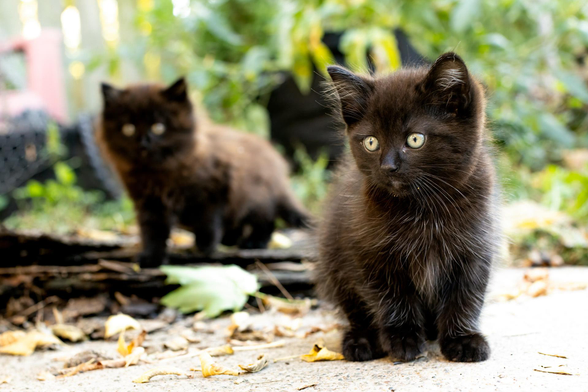 Frick and Frack are never far apart. 🥰
