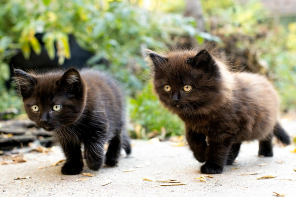 Frick and Frack are never far apart. 🥰
