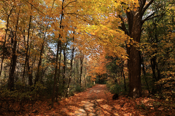 This is an autumn season photo taken in the second half of October along a fairly flat hiking trail. The leaves in this area are a mix of yellows and orange.  Many fallen leaves cover the surface of the trail. The trees on the left side of the trail are younger, while a very mature tree is on the right side of the frame. Some shadows cast by tree branches can be seen on the ground. The linear trail can be seen leading off to the right into the background of the photo.