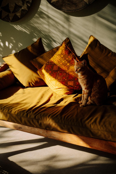 Observing felines during the sunset.