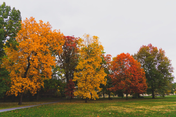 Large trees from left to right in the following colors: green, yellow, red/green, yellow, orange and green/orange with a grass lawn in front