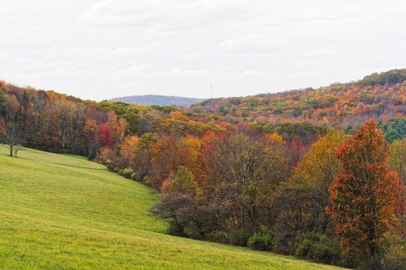 In the foreground an irregularly shaped pasture that looks close cropped and past that a forest which extends far into the distance with a line of distant hill with a tall radio tower.