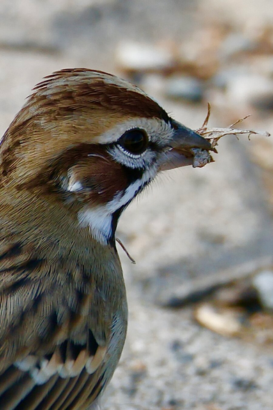 a sparrow with lots of distinct patches in colors of cinnamon, white and chocolate, chews on grass.