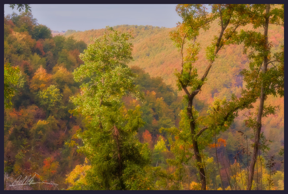 a long lens view of tree covered hills in autumn colours with 3 trees in the foreground