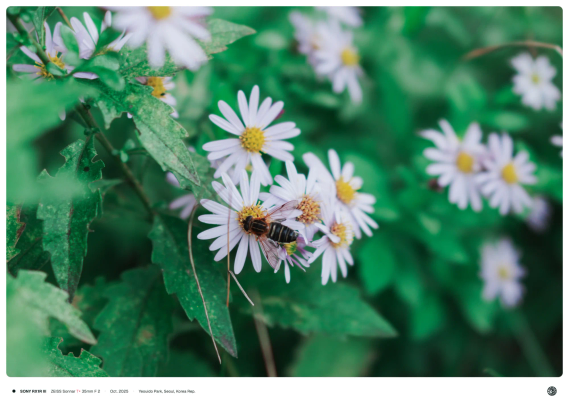 연보라 꽃 위로 꽃등에가 앉아 있는 모습.