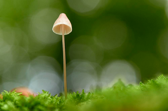 A close-up photograph of a delicate woodland mushroom standing upright on a carpet of bright green moss. The mushroom has a thin, straight, pale beige stem and a small, bell-shaped, creamy peach-coloured cap with fine, vertical pleats. The underside is visible, showing neat, evenly spaced gills that stop just short of the slightly translucent stem. The subject is centred against a dreamy background of smooth green bokeh circles.