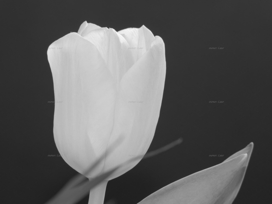 Flower, closeup, black and white, photo