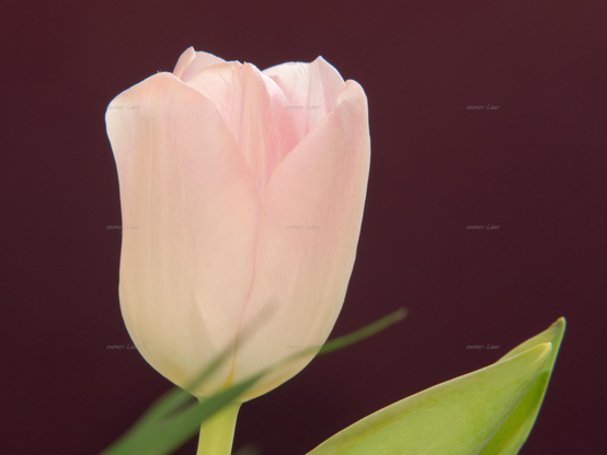 Flower, closeup, color, photo