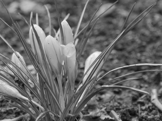 Flowers, closeup, black and white, photo