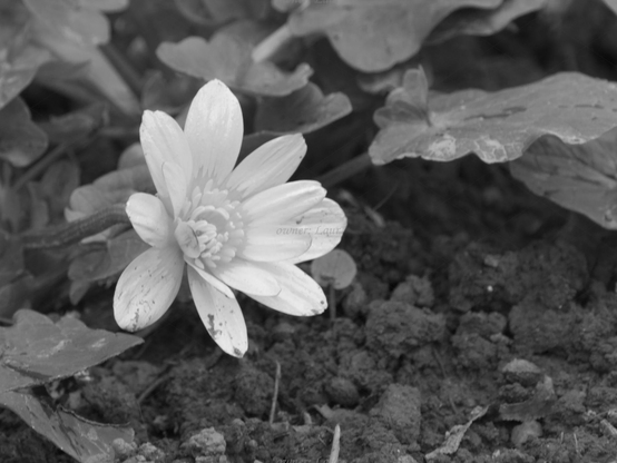 Flower, closeup, black and white, photo