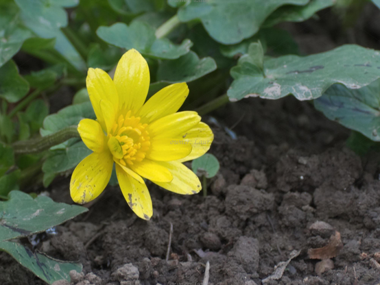 Flower, closeup, color, photo
