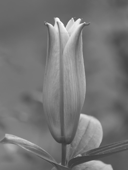 Flower, closeup, black and white, photo