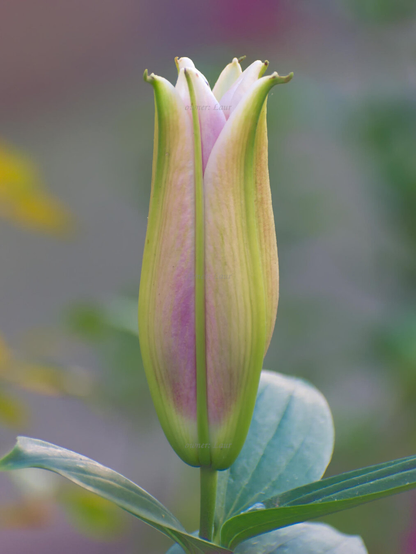 Flower, closeup, color, photo