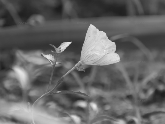 Flower, closeup, black and white, photo