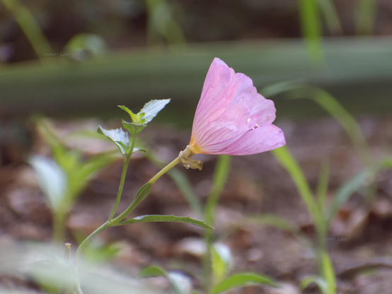 Flower, closeup, color, photo