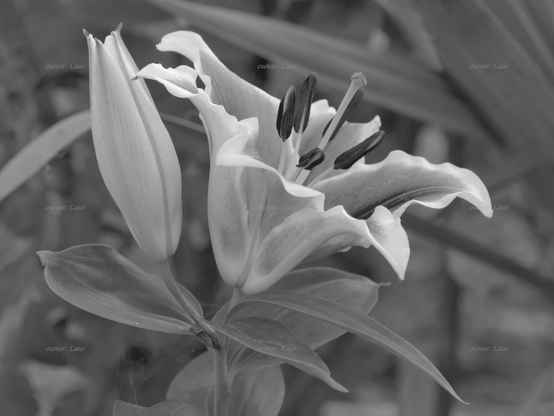 Flower, closeup, black and white, photo