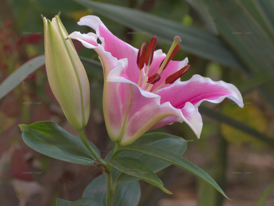 Flower, closeup, color, photo