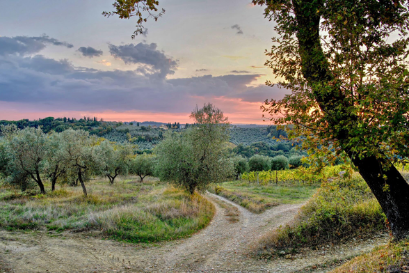 Dirt country roads crisscross in the foreground. Olive trees plantation and vineyards till the hilly horizon while the partially cloudy sky turns pink for the sunset. An oak tree on the right screens the otherwise too bright sun, barely above the horizon.