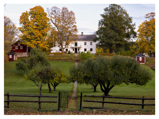 En liggande bild på en vit herrgård/prästgård i trä som ligger på en kulle. I förgrunden ett staket med en öppen grind till en stig som leder rakt upp till huset genom en grön gräsmatta. Fruktträd kantar stigen och uppe vid huset finns flera röda små hus i trä och stora lövträd i grönt och gult.