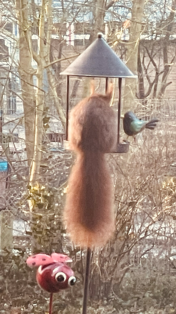 Morgendlicher Besuch vom Eichhörnchen. 