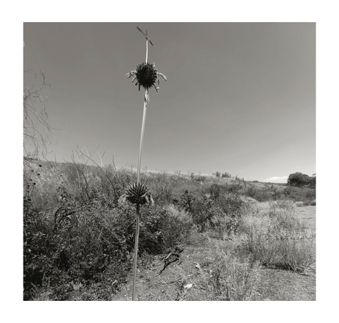 a B&W photo of a plant know as "lion's tail" in the middle of a hill which has a cross at the top like if it were symbolizing a grave. 
