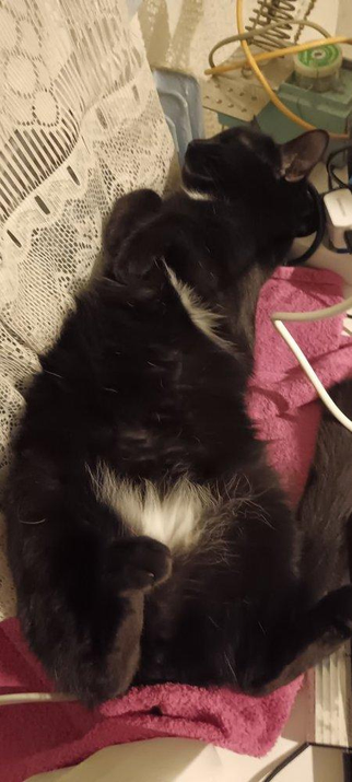 My cat is sleeping and using the power strip as a pillow!