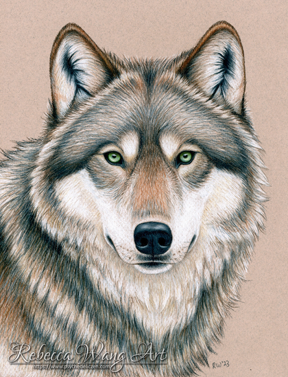 A colored pencil drawing of a grey wolf.