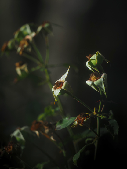 das bild zeigt eine nahaufnahme von verblühten rosenköpfen gegen einen dunklen, unscharfen hintergrund. die rosen haben ihre blütenblätter verloren, und nur die grünen kelchblätter und die rotbraunen, vertrockneten samenstände sind noch zu sehen. das licht fällt dramatisch auf einige der köpfe und betont ihre texturen und formen, während andere im schatten versinken.
die komposition vermittelt ein gefühl von vergänglichkeit und dem zyklus des lebens.