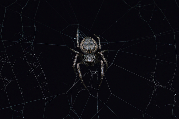 A photo of an orbweaver in a web against a black background.