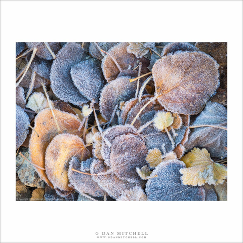 Aspen leaves and frost