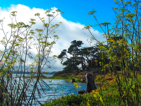 A landscape photograph depicts a shoreline with vegetation in the foreground and a body of water in the background, under a cloudy sky. Tall, slender plants with clusters of small white flowers frame both sides of the image, partially obscuring the view. The shoreline is a mix of green grass, shrubs, and trees, sloping gently down to the water's edge. Several dark, twisted tree trunks and branches are visible in the midground, contrasting with the lighter foliage. The water appears calm, with subtle ripples and a darker tone, and landmasses are visible in the distance under the cloudy, overcast sky.