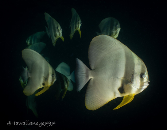 Spade-shaped fish about as long as your arm swimming in formation at an ocean reef. The fish are light gray with two vertical dark gray bars over their eyes and gills. Their ventral fins are yellow.