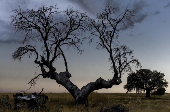 Encina seca en un campo castellano