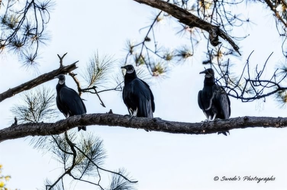 "Three black vultures (Coragyps atratus) perch in quiet formation on a sturdy, timeworn tree branch, their bodies angled slightly but their heads all turned decisively to the left. This synchronized posture gives the scene a sense of alertness and quiet purpose, as if the birds are watching something just beyond the frame. Their plumage is a velvety black, absorbing light rather than reflecting it, while their bare, wrinkled heads—charcoal-gray and textured like ancient stone—add a solemn, almost mythic quality. The branch beneath them is thick and gnarled, flanked by sparse pine needles and slender twigs that reach out like fingers. Behind them, the sky is a soft wash of pale blue with faint wisps of cloud, lending the image a calm, contemplative atmosphere. The composition feels both grounded and elevated, as if these vultures are sentinels of the sky. In the bottom right corner, the image is signed “© Swede’s Photographs.”" - Copilot