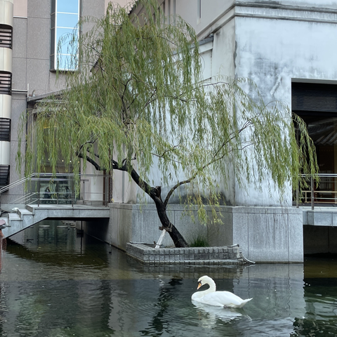 Swan pond with weeping willow in the city