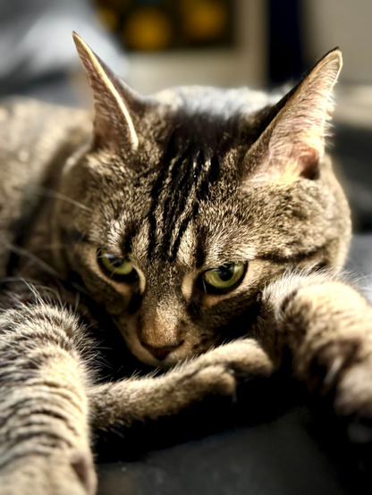 A mackerel tabby rests with his head down and his front paws extended. He squints, giving him the appearance of brooding or, more likely, scheming.