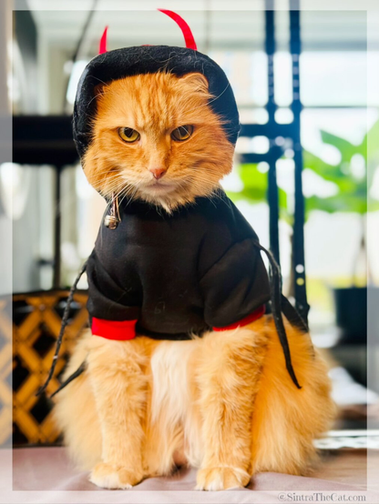 A ginger cat named Sintra the Cat is wishing you a spooktacular Halloween 👻