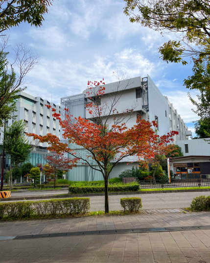 Un pequeño árbol con las hojas totalmente rojas. De fondo, varios edificios del campus.