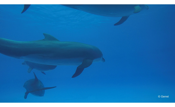 Four dolphins swim gracefully in clear blue water, their sleek bodies creating a serene and peaceful atmosphere. The scene conveys tranquility and freedom.